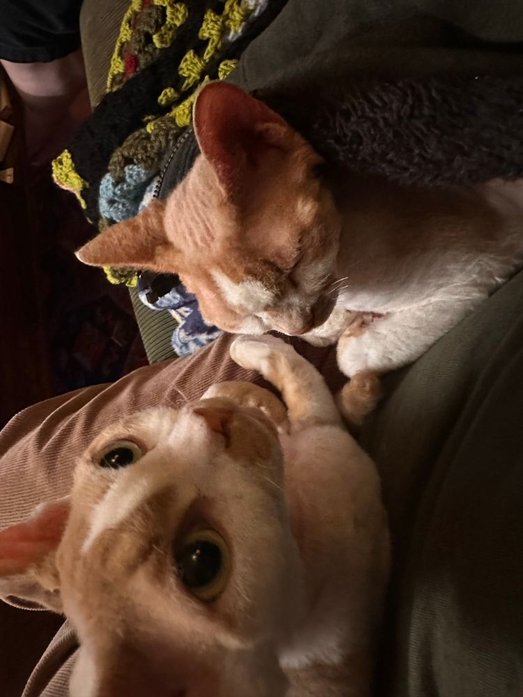 One orange and white Devon Rex cat is on the lap of one of his guardians. His brother is snuggled up next to the guardian.