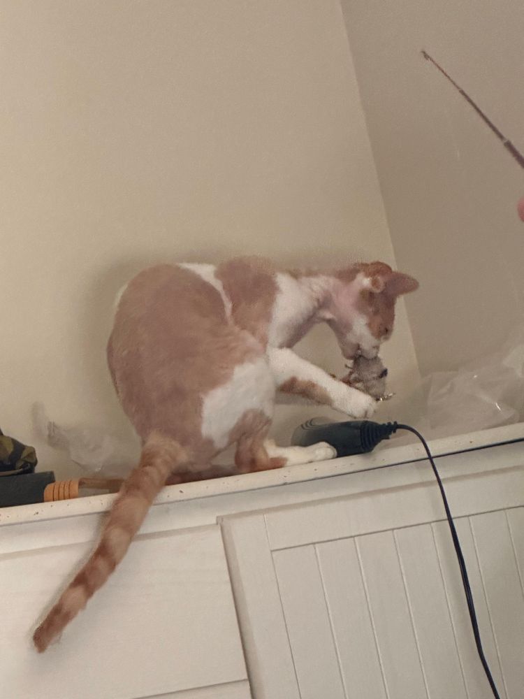 A different orange and white Devon Rex cat has the same toy in his front paws. He seems to be nibbling on it.