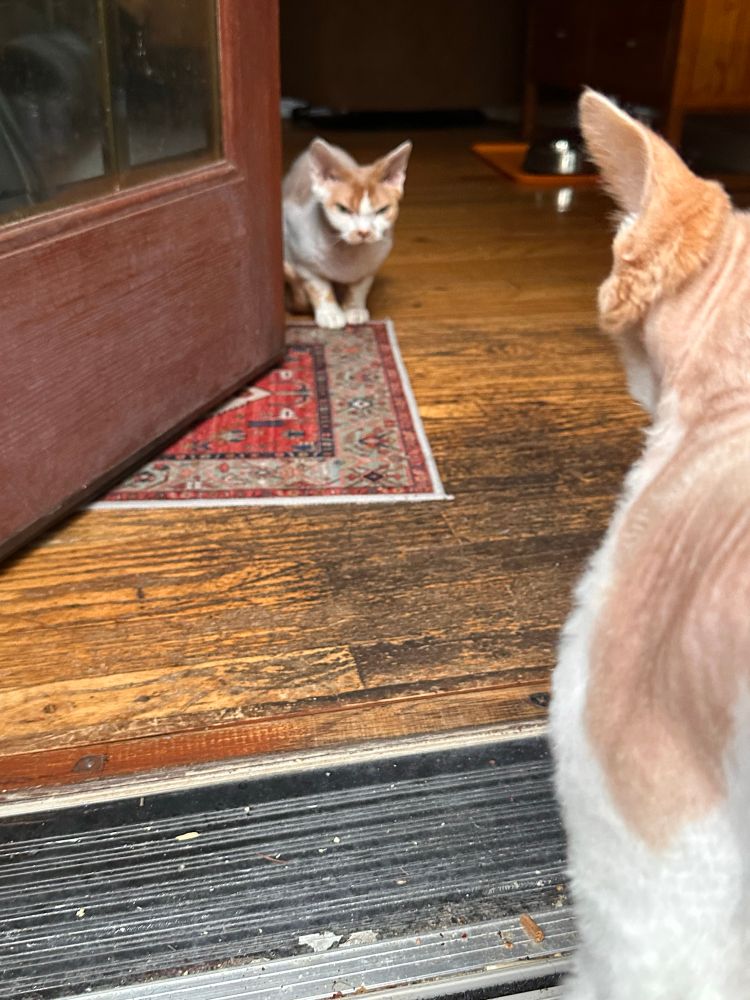 An orange and white Devon Rex cat is sitting inside a doorway while his brother looks at him from the deck.