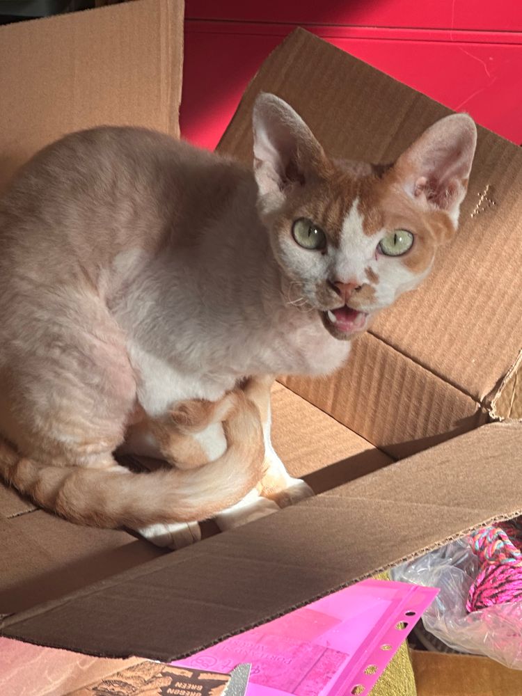 An orange and white Devon Rex cat is sitting in a cardboard box. He is mid-meow, which makes him look mad.