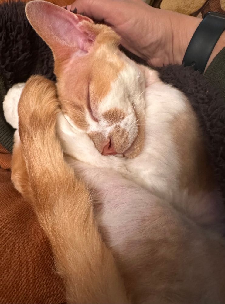An orange and white Devon Rex is sleeping on the legs of one of his guardians. His rear legs and tail are stretched out long up to his head.