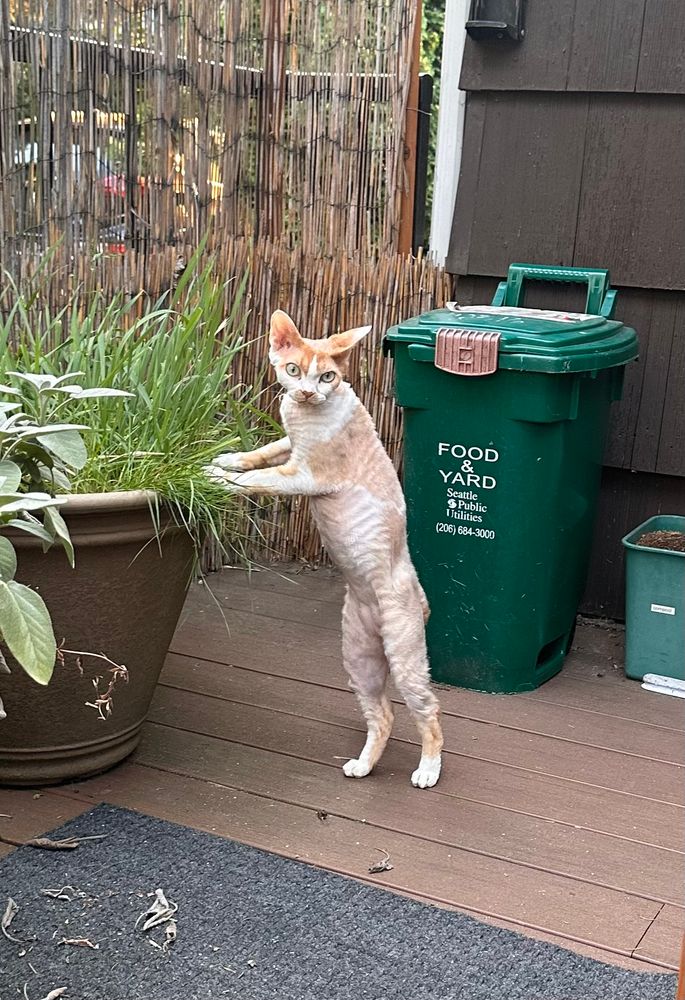 An orange and white Devon Rex cat is standing on his back legs. His front paws are resting on a planter in which cat grass is growing. Behind him is a compost bin.