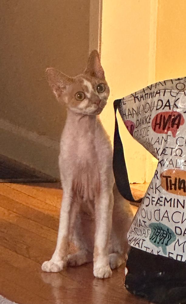 An orange and white Devon Rex cat is sitting next to a reusable bag that has “thank you” printed in many languages. The cat’s legs look very long, and his head is cocked at an adorable angle.