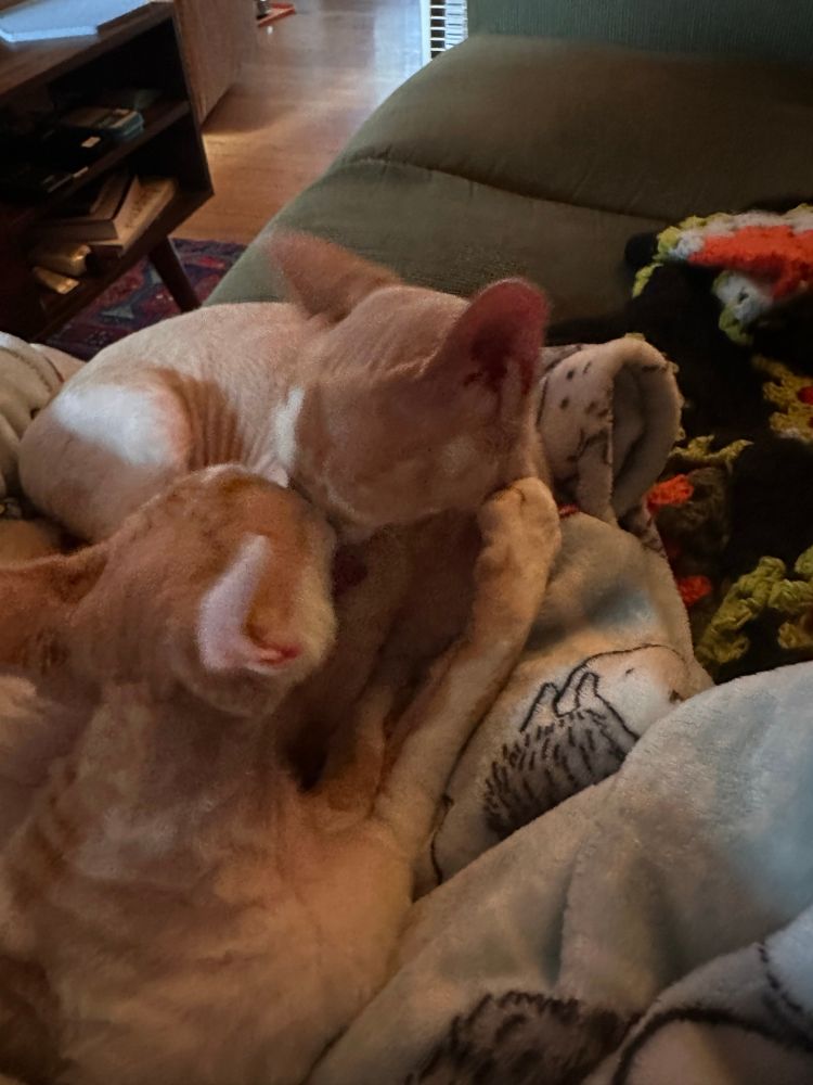 Two orange and white Devon Rex cats are grooming the other’s face.