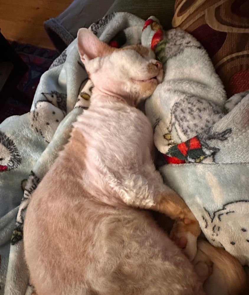 An orange and white Devon Rex cat is fully asleep on top of a hedgehog-print blanket. His mouth is open a tiny bit, which is absolutely adorable.