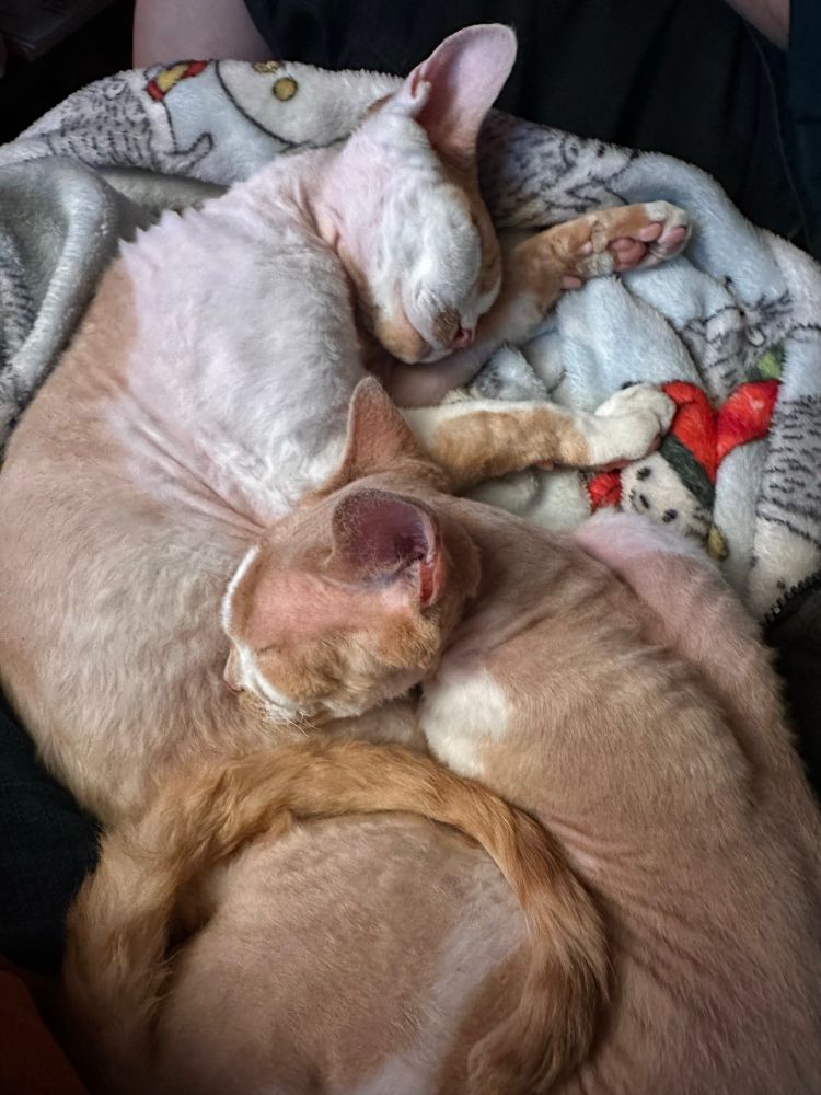 Two orange and white Devon Rex cats are sleeping on a hedgehog-print blanket. The cat in the lower part of the photo has his tail curled around his flank in the most adorable way.