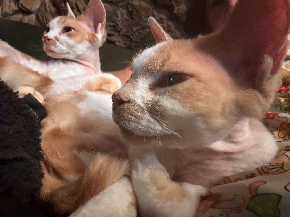 Two orange and white Devon Rex cats are curled up near each other on a couch. They are looking at something to their right.