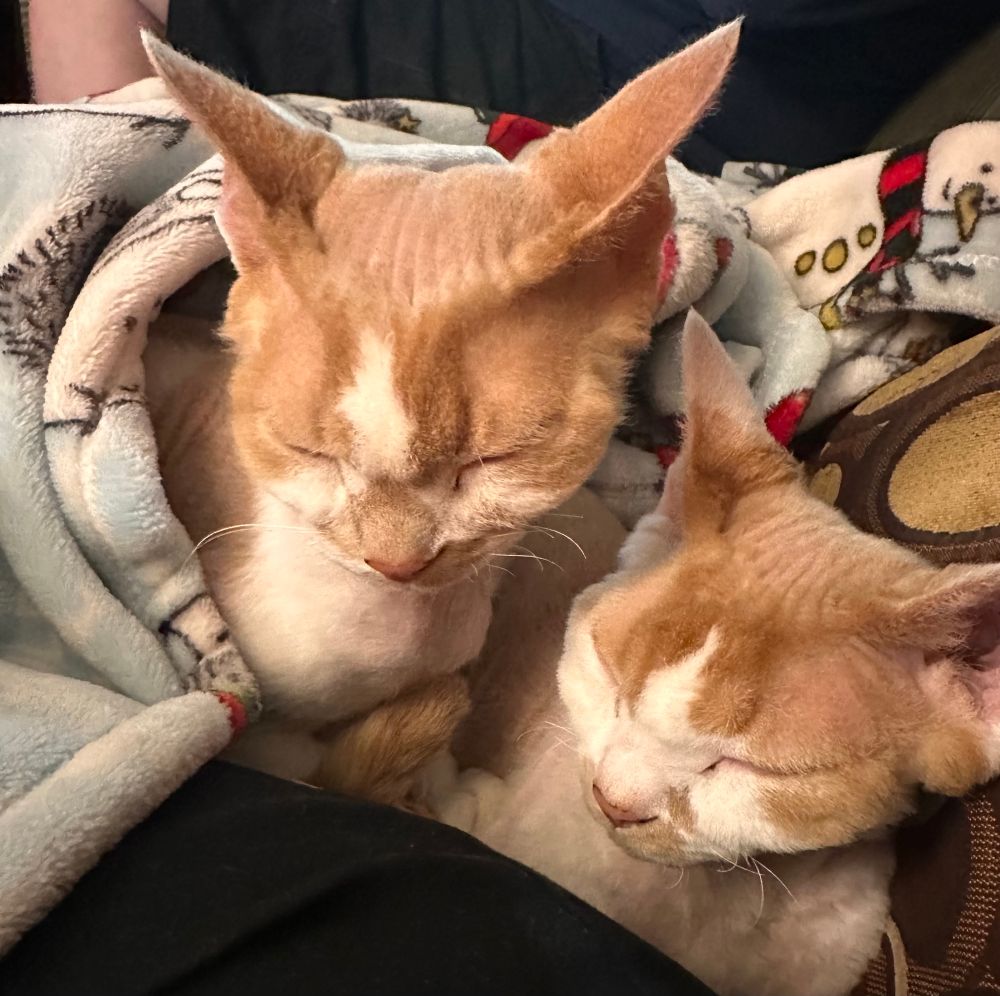 Two orange and white Devon Rex cats are snuggling together under a hedgehog-print blanket. Once again, their barely fuzzy heads are begging to be smothered with kisses.