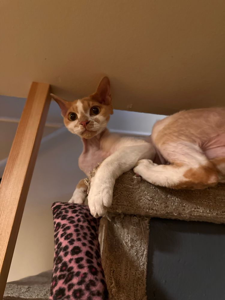 An orange and white Devon Rex cat is sitting on a stair step. A pink and black animal print toy is being offered up to him.