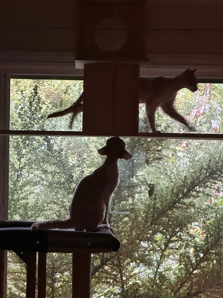 One orange and white Devon Rex cat is walking along a newly installed plank. His brother looks on from below.
