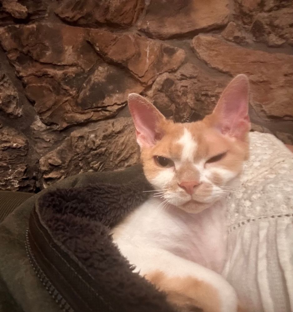 An orange and white Devon Rex cat is snuggled up to one of his guardians. He is partially covered by the giant, cozy sweatshirt.