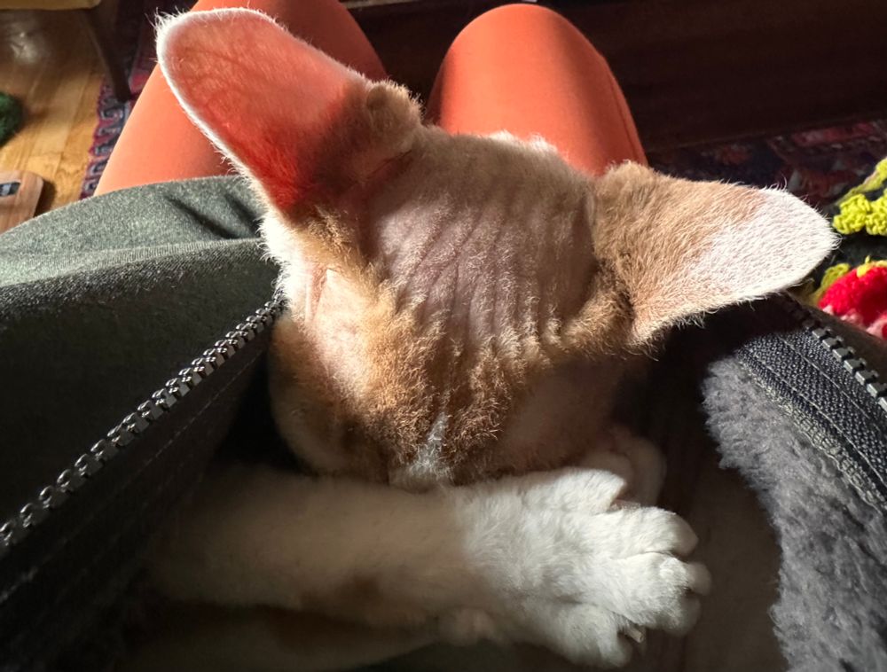 One orange and white Devon Rex cat has his legs stretched out in front of his brother’s face. Borh boys are nestled inside of the sweatshirt I’m wearing.