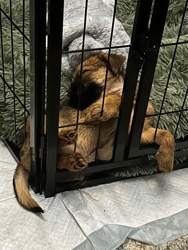 A small brown and black border terrier puppy that has decided to sleep in the corner of her playpen with her tail and legs sticking through the bars. 
