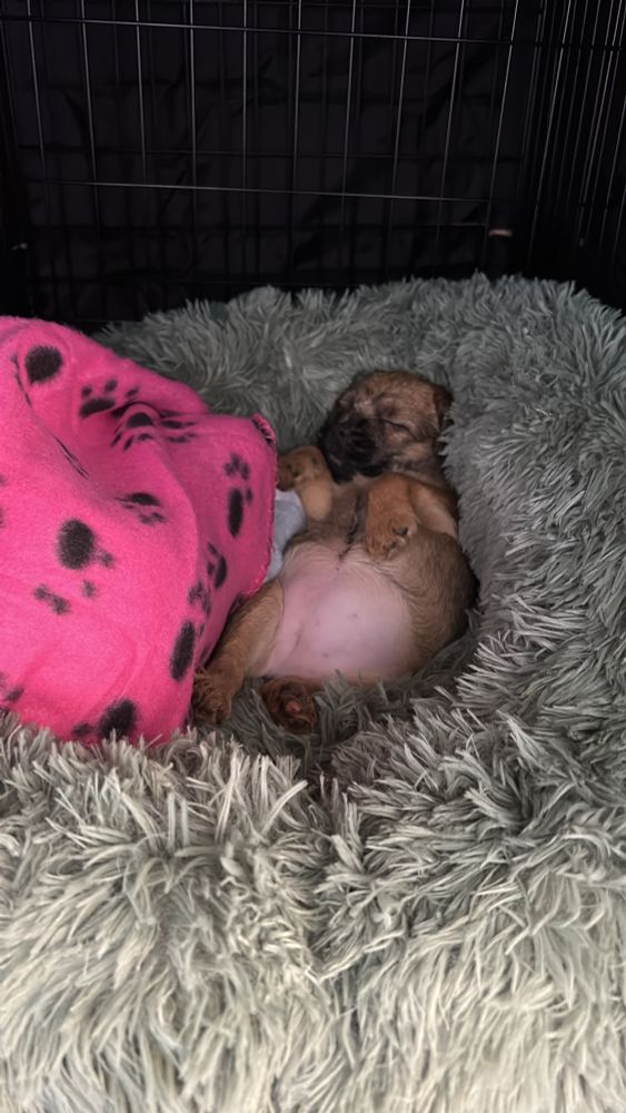 A small puppy is asleep upside down in a soft green dog bed with a pink blanket. Her tummy is bald, fat and pink. 