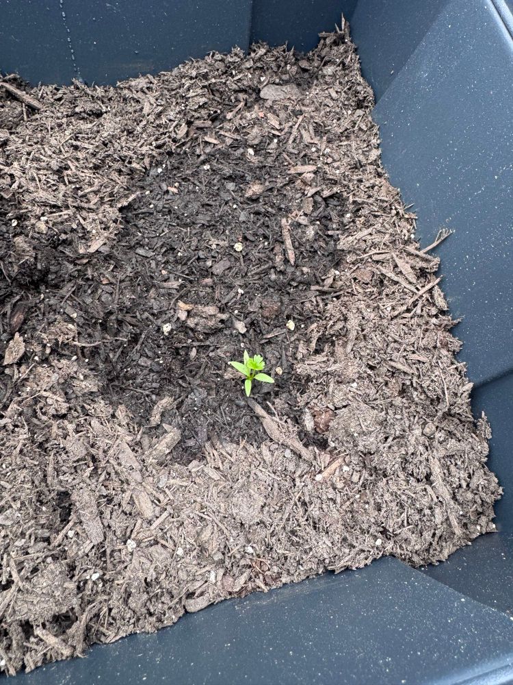 Tiny cilantro sprout. 