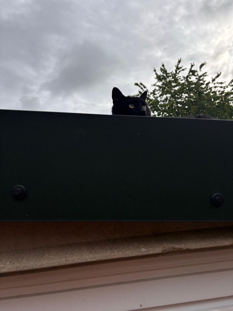 Black cat peeking his head over the roof. You can just see the eyes and eara