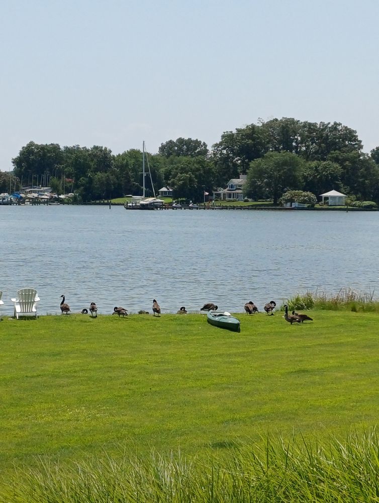 Shoreline of the Chesapeake Bay with a white deck chair and about 12 Canada Geese