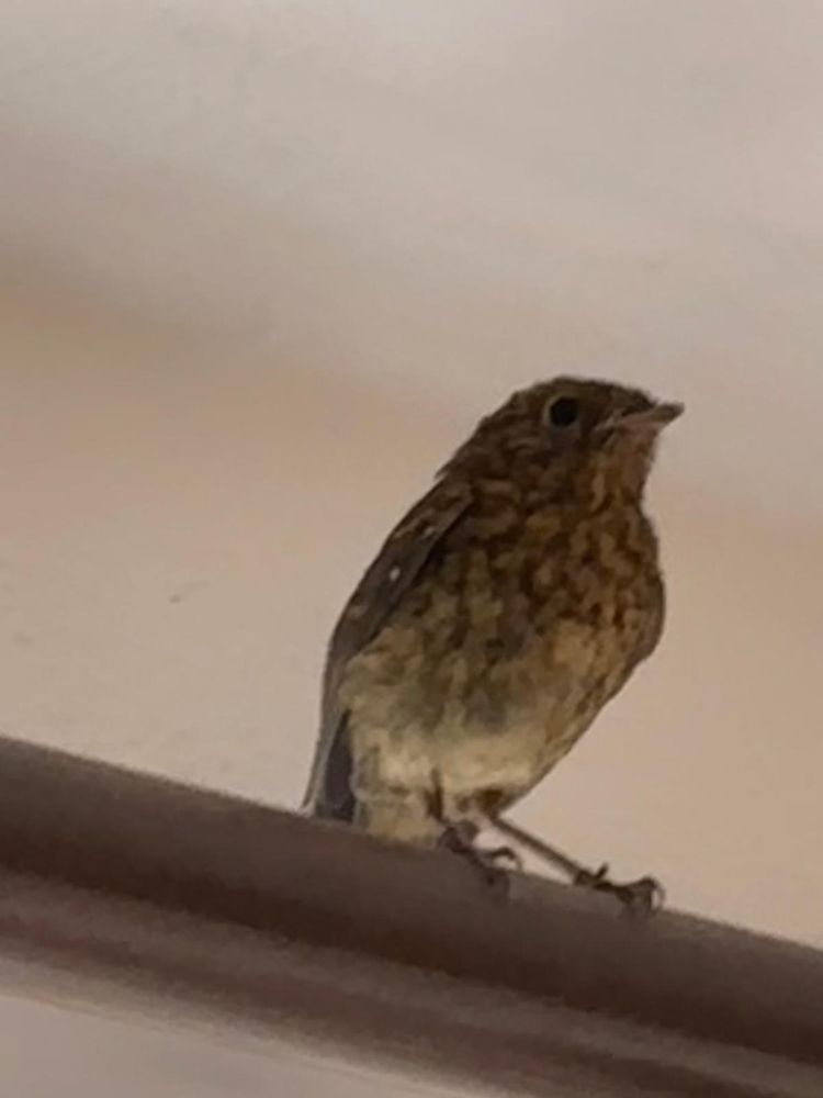 Small brown bird (possibly a juvenile robin) perched on a brown curtain rail looking incredibly cross. 