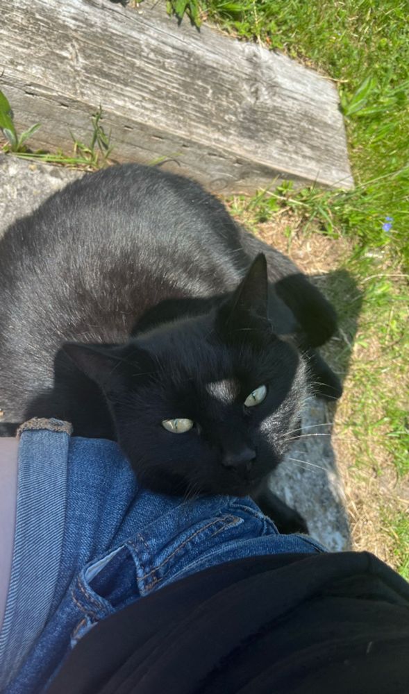 Salem (black cat) curled beside a leg and looking up fondly (unusual for him)