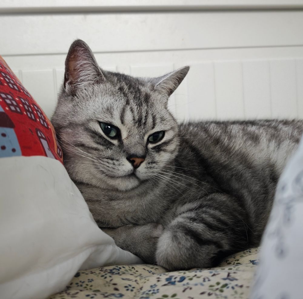 Müde kleine Katze liegt im Bett. 