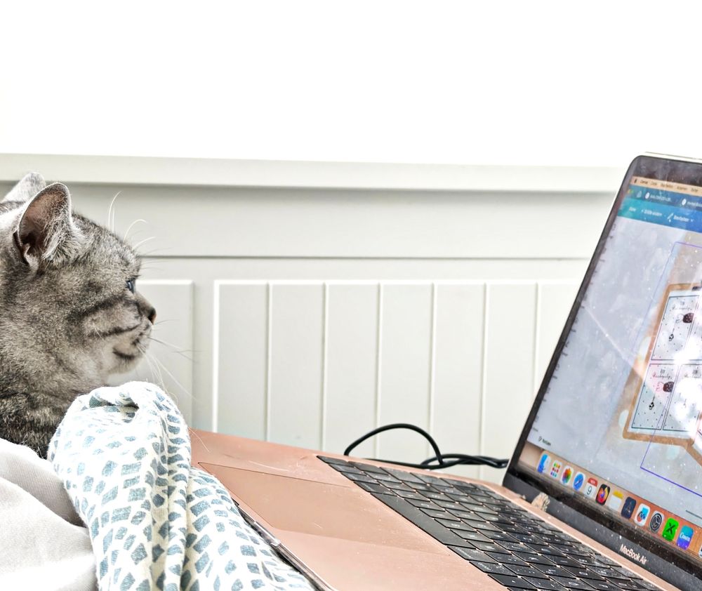 Katze schaut auf den Bildschirm eines Laptops 