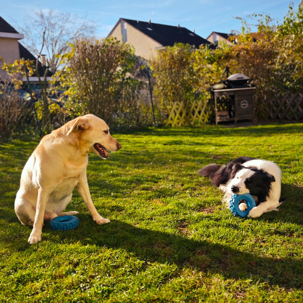 Zwei Hunde spielen im garten