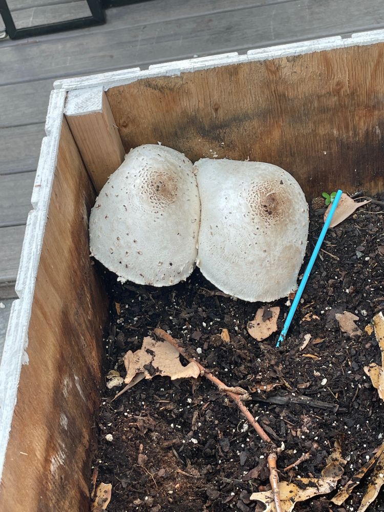 Massive mammary mushrooms. Mushrooms that look like big boobs 