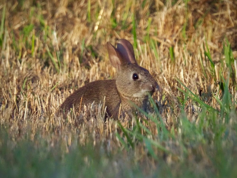 A very small round brown brush rabbit in grass