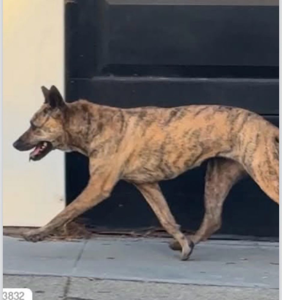 Wily, brown and black striped brindle dog with dark muzzle and pointy brown ears walking on the street