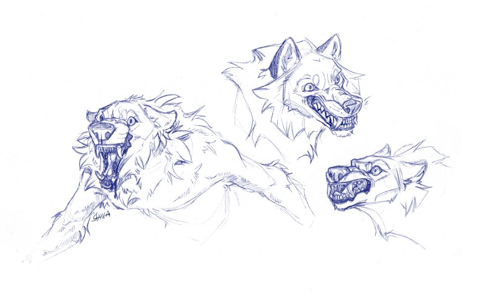 ballpoint pen blue sketches of snarling and roaring werewolves - mostly heads but one has also shoulders and upper arms visible