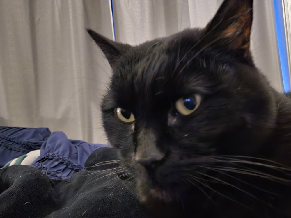 A black cat with yellow eyes laying on a bed is looking to the left. She is slightly out of focus, but still very, very cute.