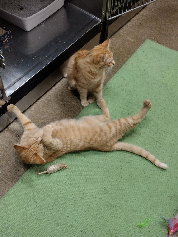 Two orange cats with orange stripes in the middle of playing. One is on his belly with his paws in the air, while the other is sitting nearby. Both are distracted by something off-screen.