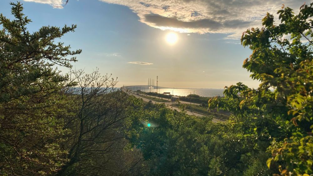 Photo of the Öresund bridge, shot in evening from between two bushes