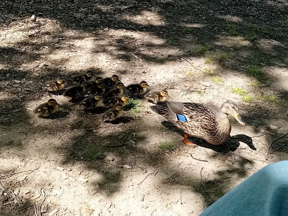 A mallard (Anas platyrhynchos) hen followed by 13 of her ducklings 