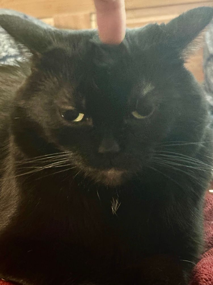 me booping the head of my black cat marcie. she looks displeased. boop