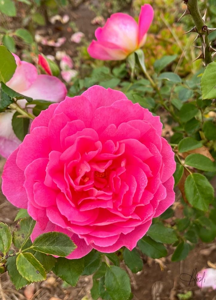 Pink rose in a meditation garden.