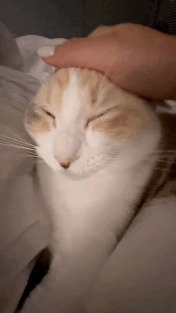 a close up of a person petting a cat 's head with its eyes closed