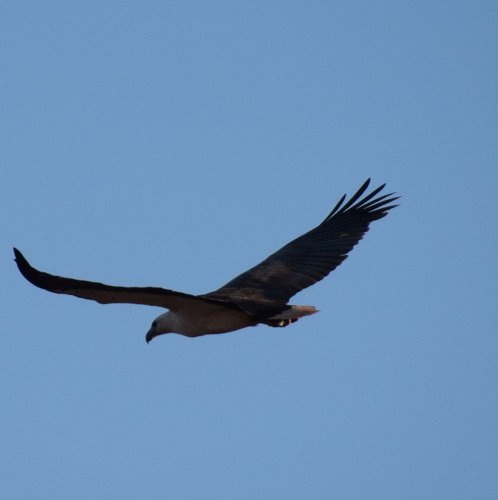 Black Kite bird of prey flying left against a blue sky background.