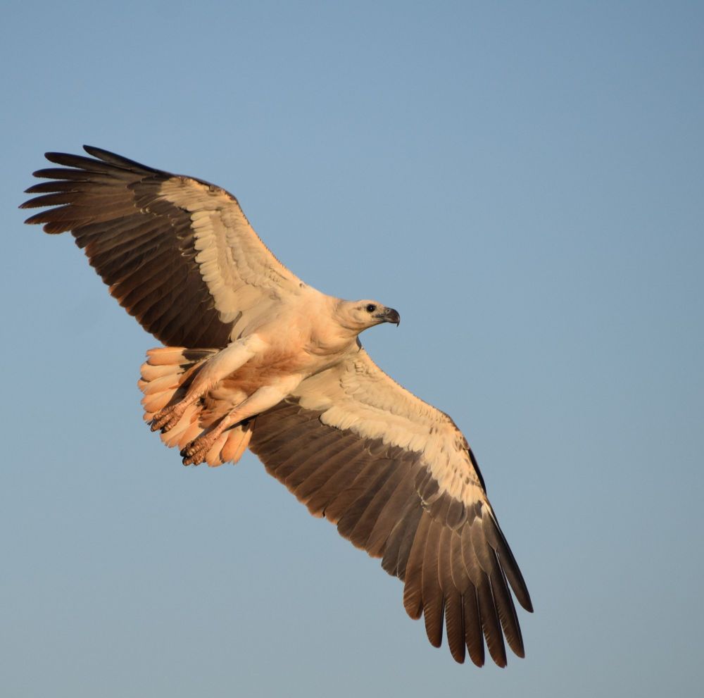White-bellied Sea Eagle bird of prey flying right against a blue sky background. Entire underside of bird is visible, warm lighting before sunset.