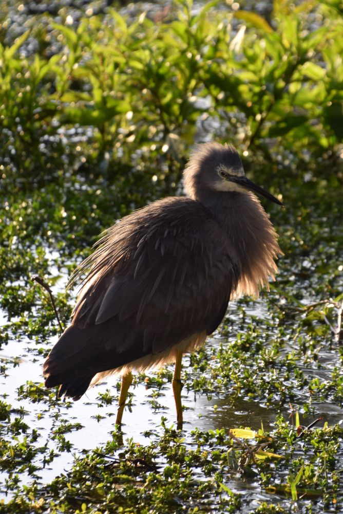 White-faced Heron, a long-legged wading bird with mostly grey feathers, backlit by early morning sun while standing in shallow water with many small aquatic plants. 