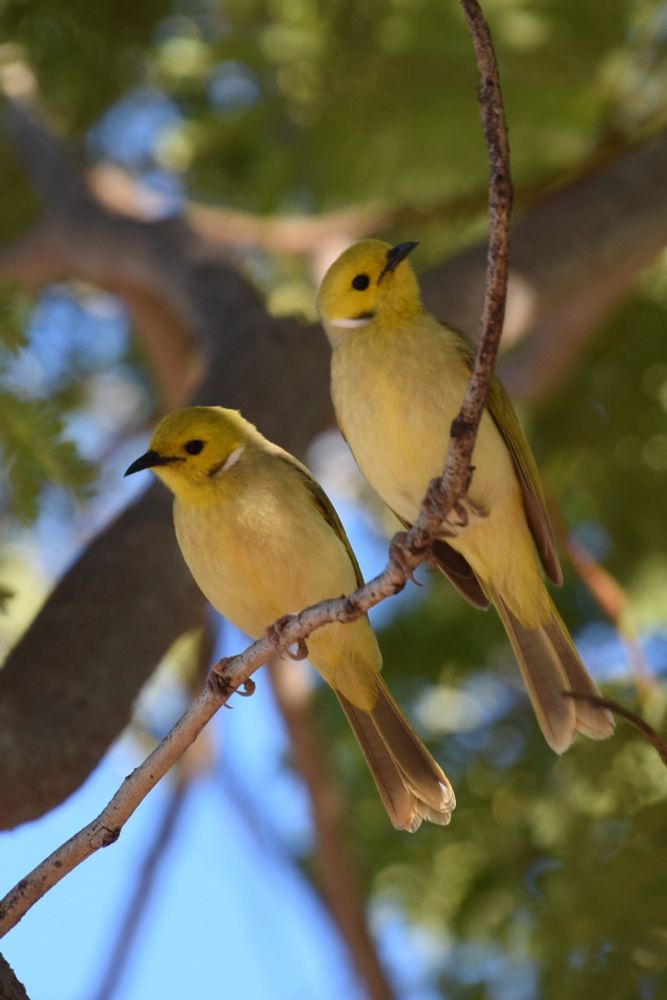 A pair of White-Browed Honeyeater birds on a branch, facing away from each other