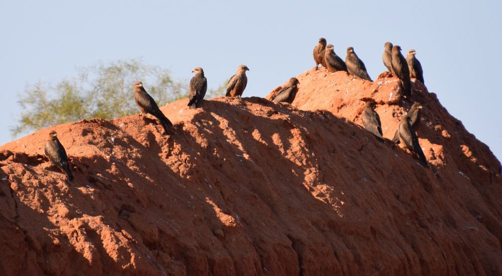 Several (eleven) Black Kite birds of prey standing on a mound of reddish brown earth.