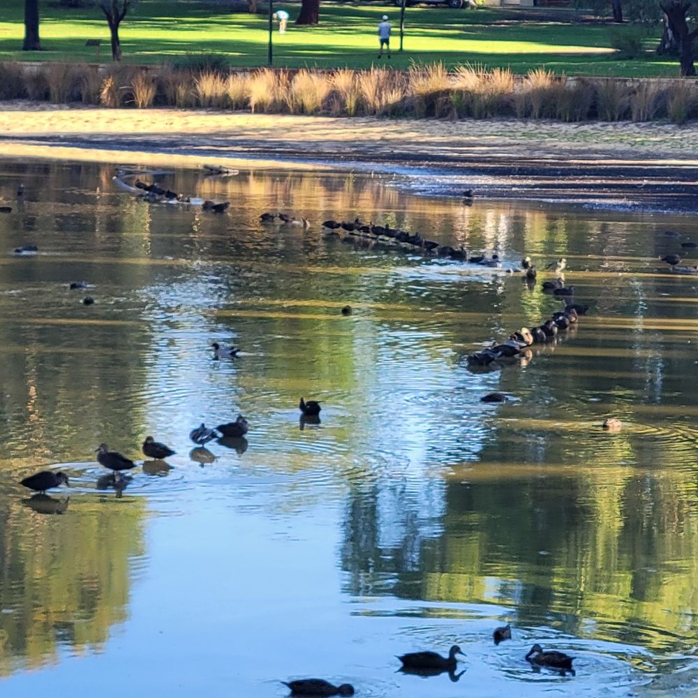dozens of ducks on a pond, all standing in shallow water in a geometric curve (probably on a submerged pipe) 