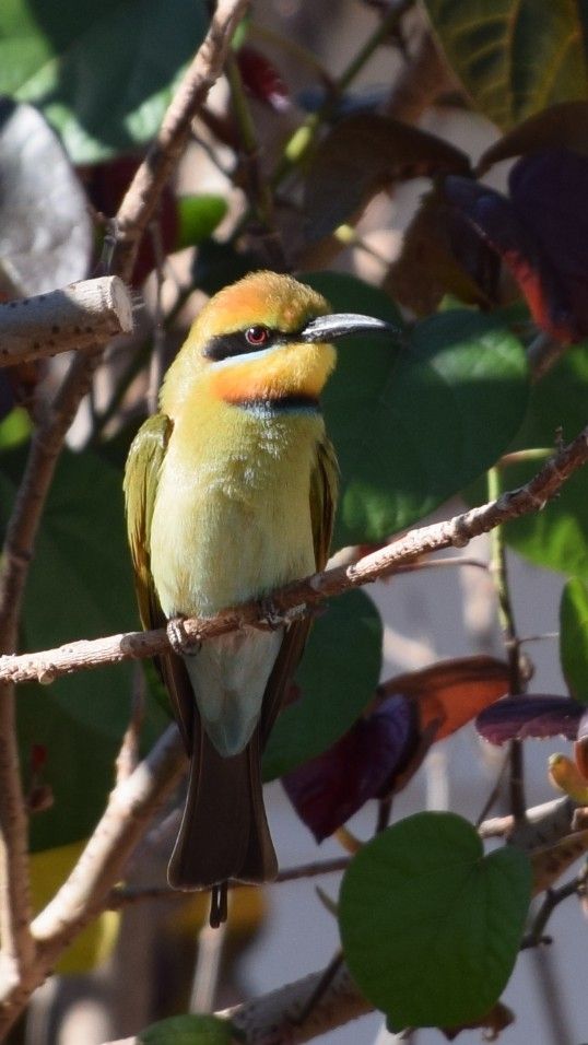 A Rainbow Bee-eater bird on a branch facing to the right.