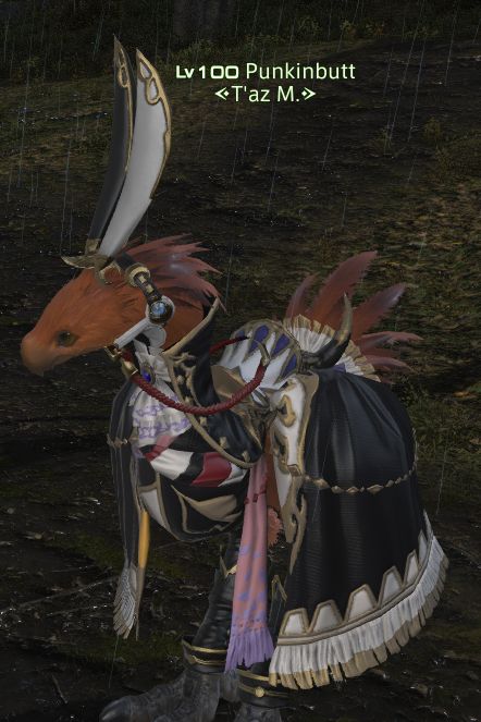 Punkinbutt the Chocobo. He has orange feathers, and is wearing the Gambler's Barding and Tsukuyomi's Ears. 