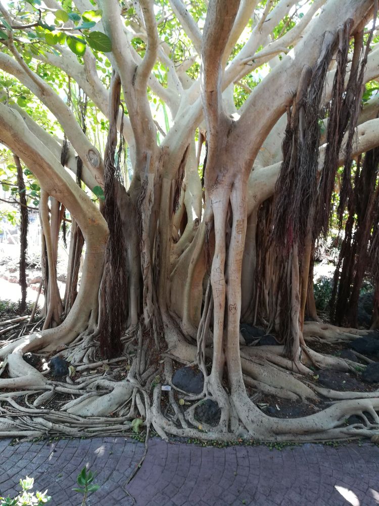 Baum im botanischen Garten von Gran Canaria 