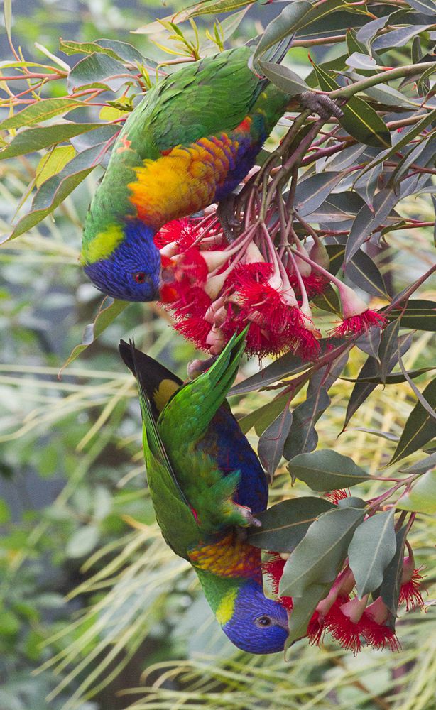 2 Rainbow Lorikeets hanging upside-down feeding
