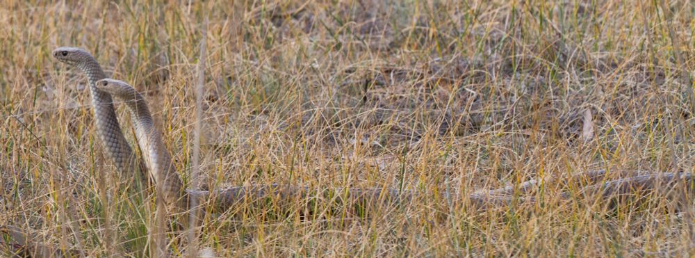 2 Eastern Brown snakes