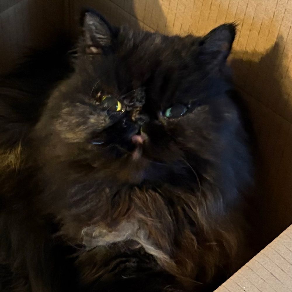 A nasty little tortoiseshell Persian cat post yawn with her mouth barely open. She is in a box.