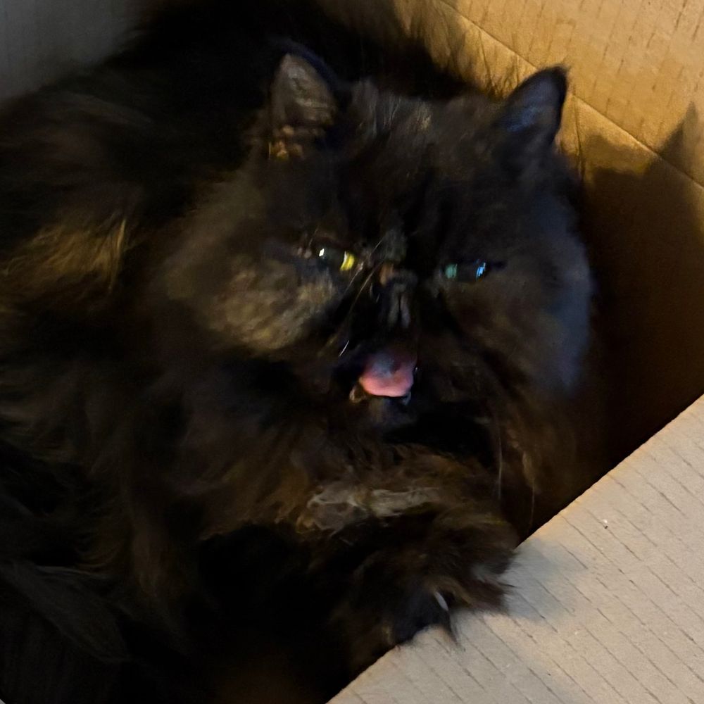 A nasty little tortoiseshell Persian cat mid yawn, her little pink tongue is exposed. She is in a box. 